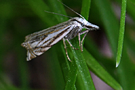 Crambus sp.
